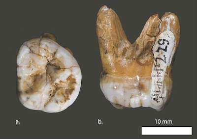 2The 40,000 year-old tooth from which Denisovans were first identified in 2010.jpg